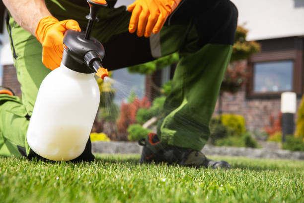 Best Flea Control Services  in Independence, LA