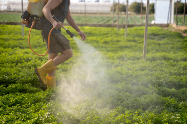 Best Ant Control Services  in Independence, LA
