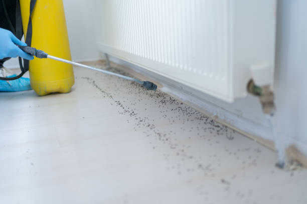Best Cockroach Control Services  in Independence, LA